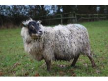 Shortcake the Shetland ewe